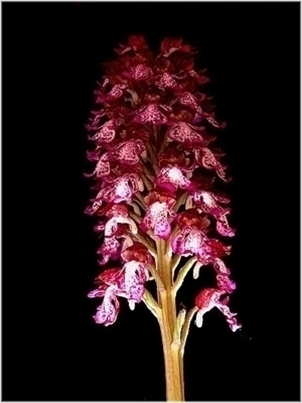 orchidee rosa