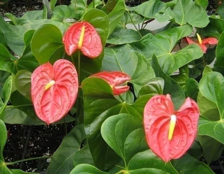 Origine e caratteristiche dell'Anthurium fiore
