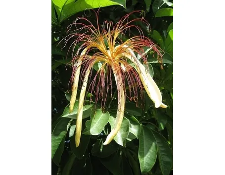 pachira acquatica-8