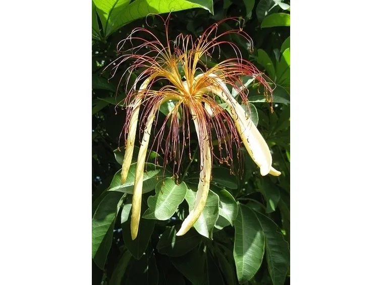 pachira acquatica-8