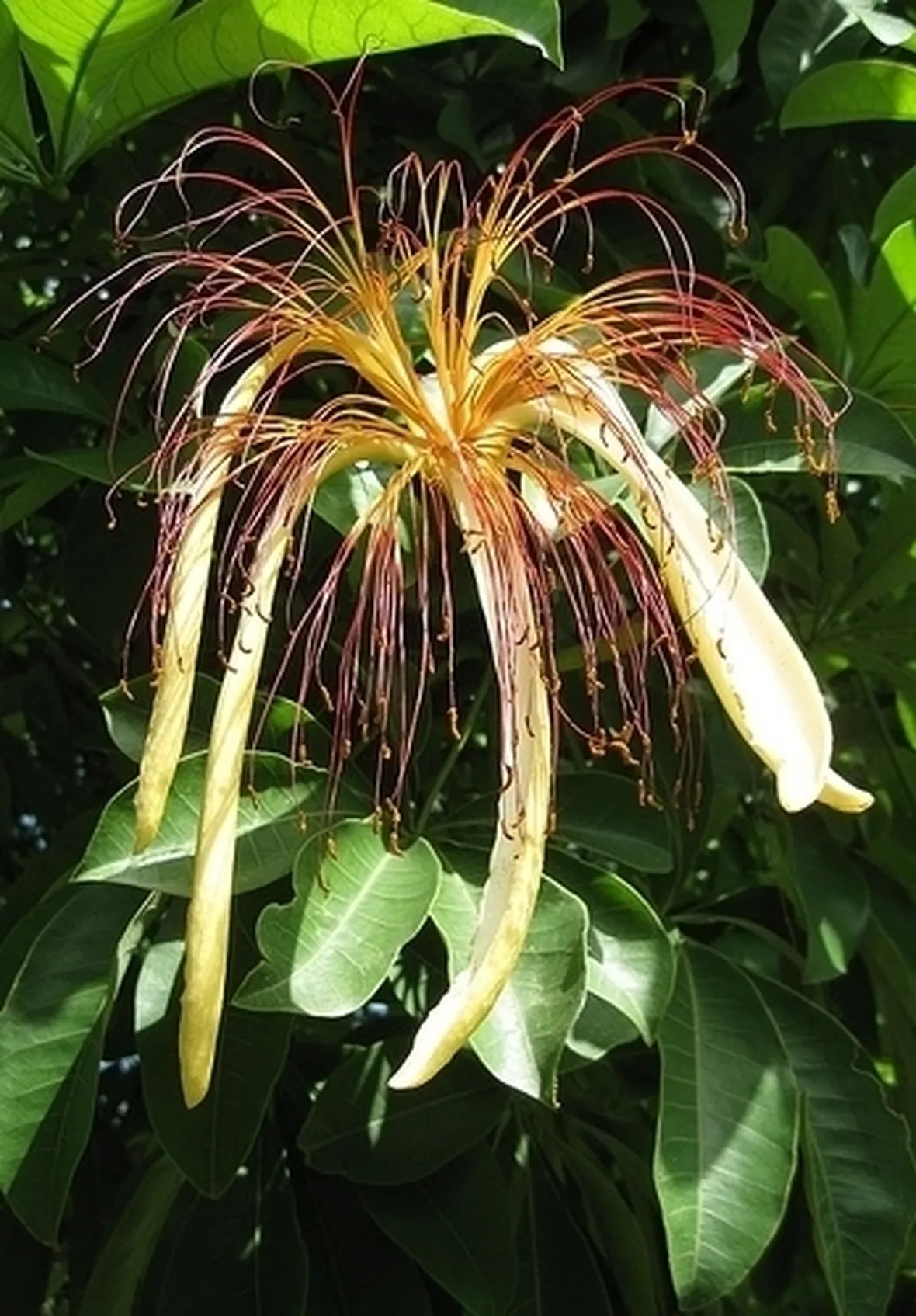 pachira acquatica-8
