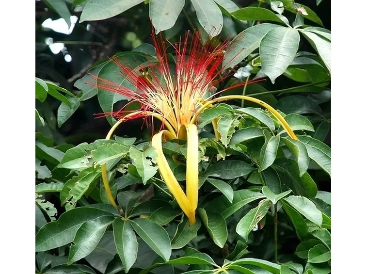 pachira acquatica