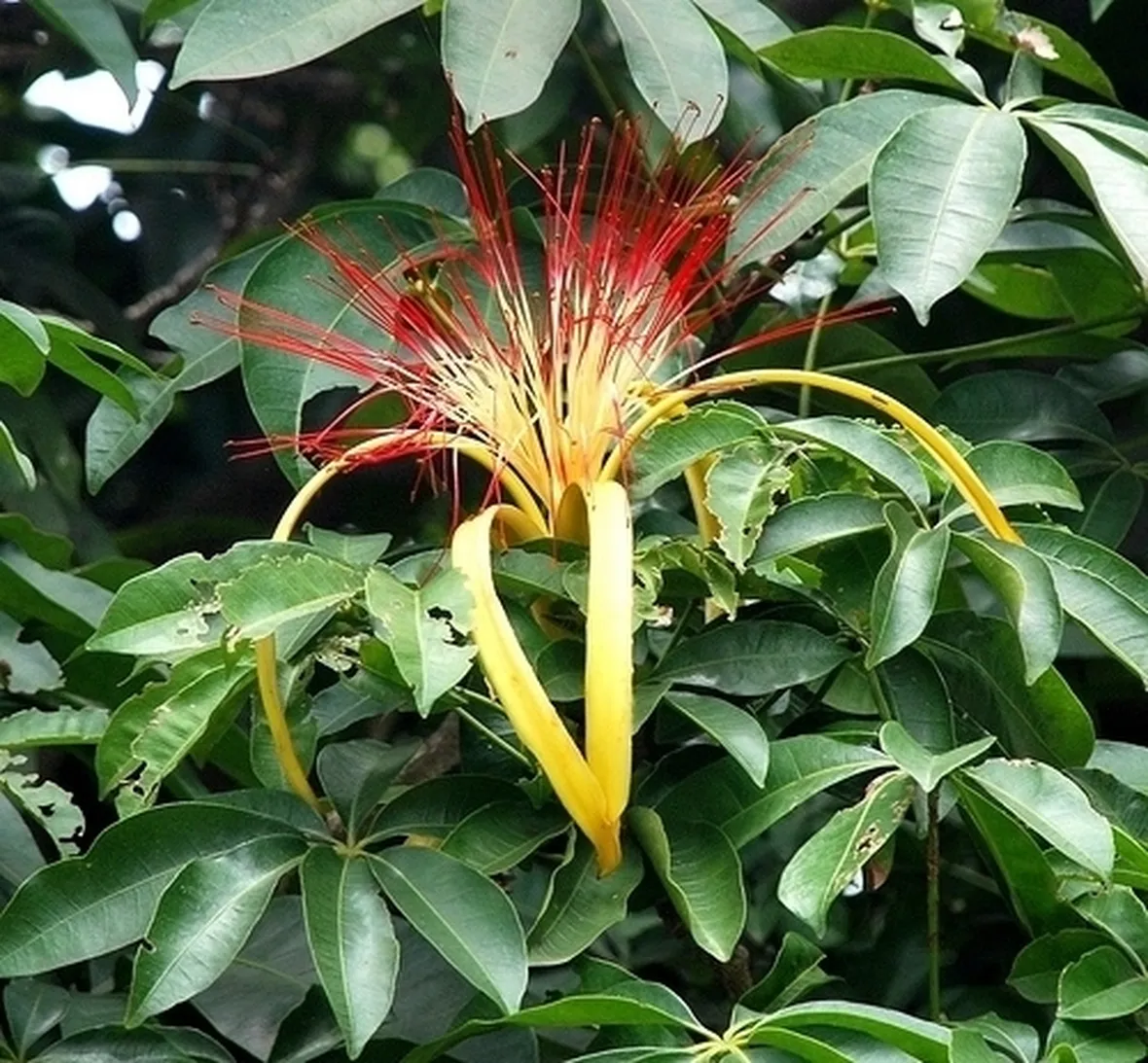 pachira acquatica