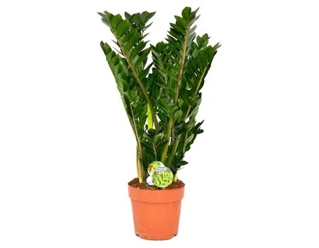 Pianta di Zamioculcas: caratteristiche generali