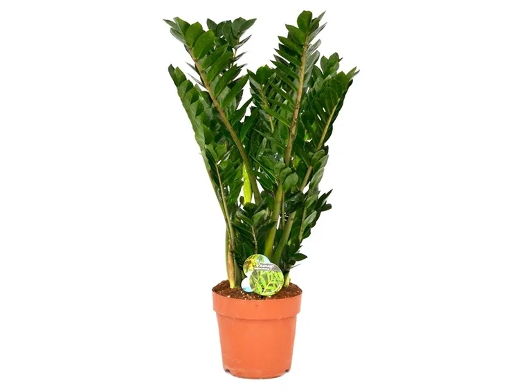 Pianta di Zamioculcas: caratteristiche generali