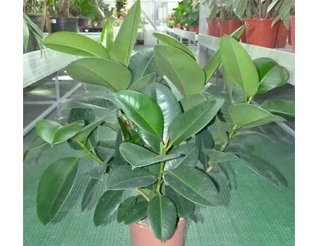 Potatura ficus