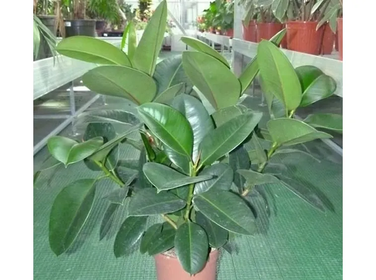 Potatura ficus