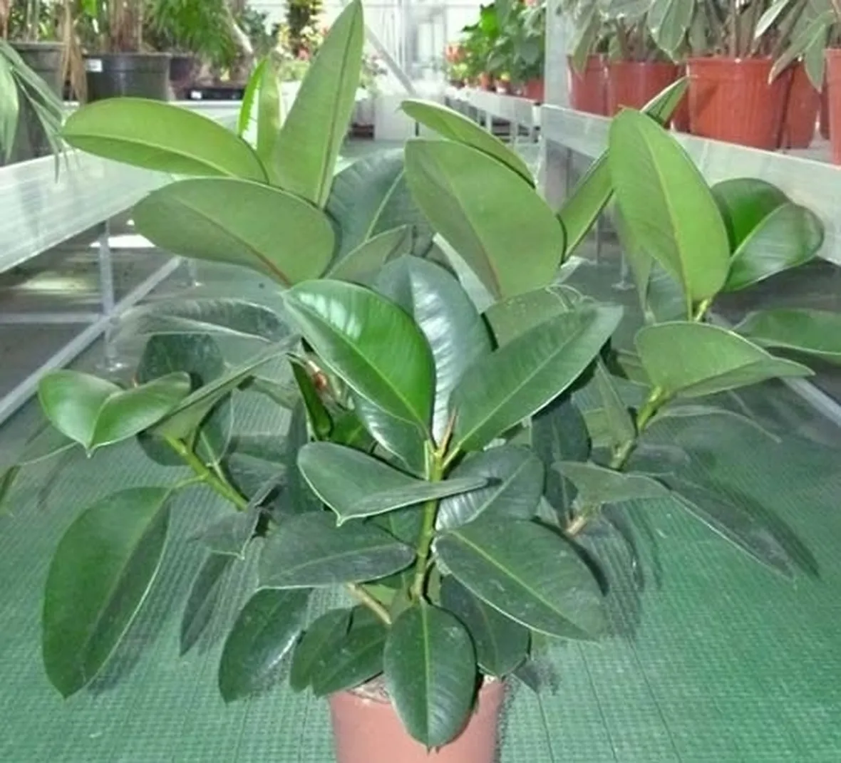 Potatura ficus