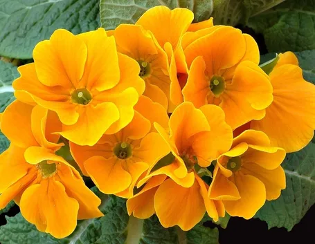 Primula cortusoides