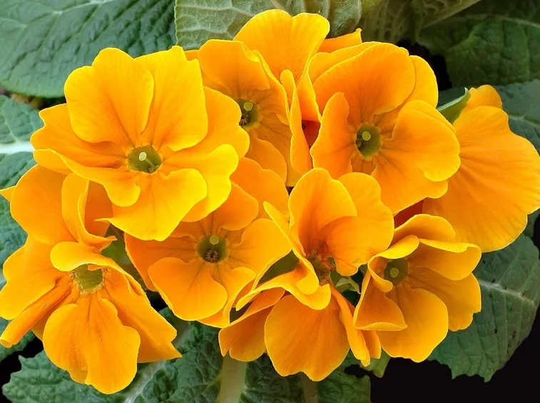 Primula cortusoides