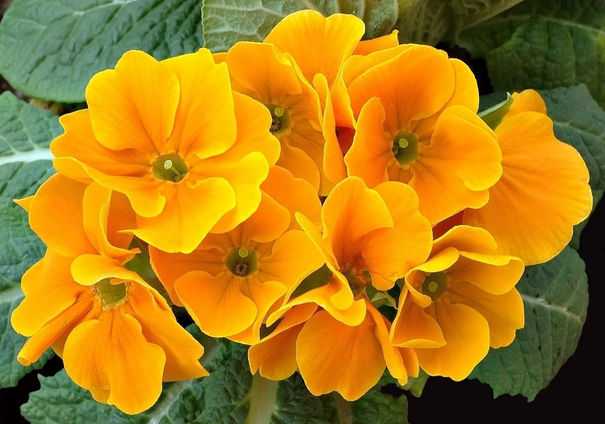 Primula cortusoides