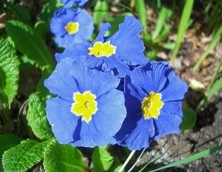 Primula obconica
