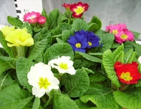 Primula vulgaris