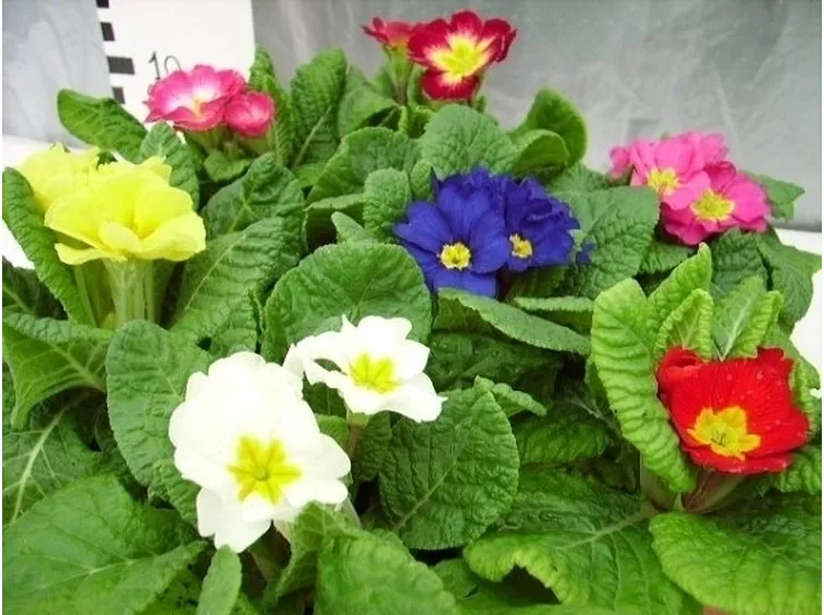 Primula vulgaris