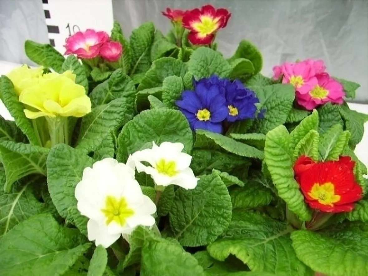 Primula vulgaris