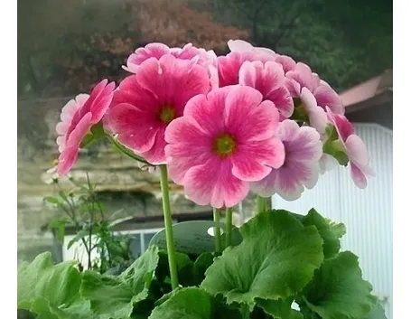 primula