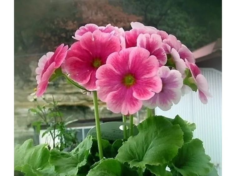 primula