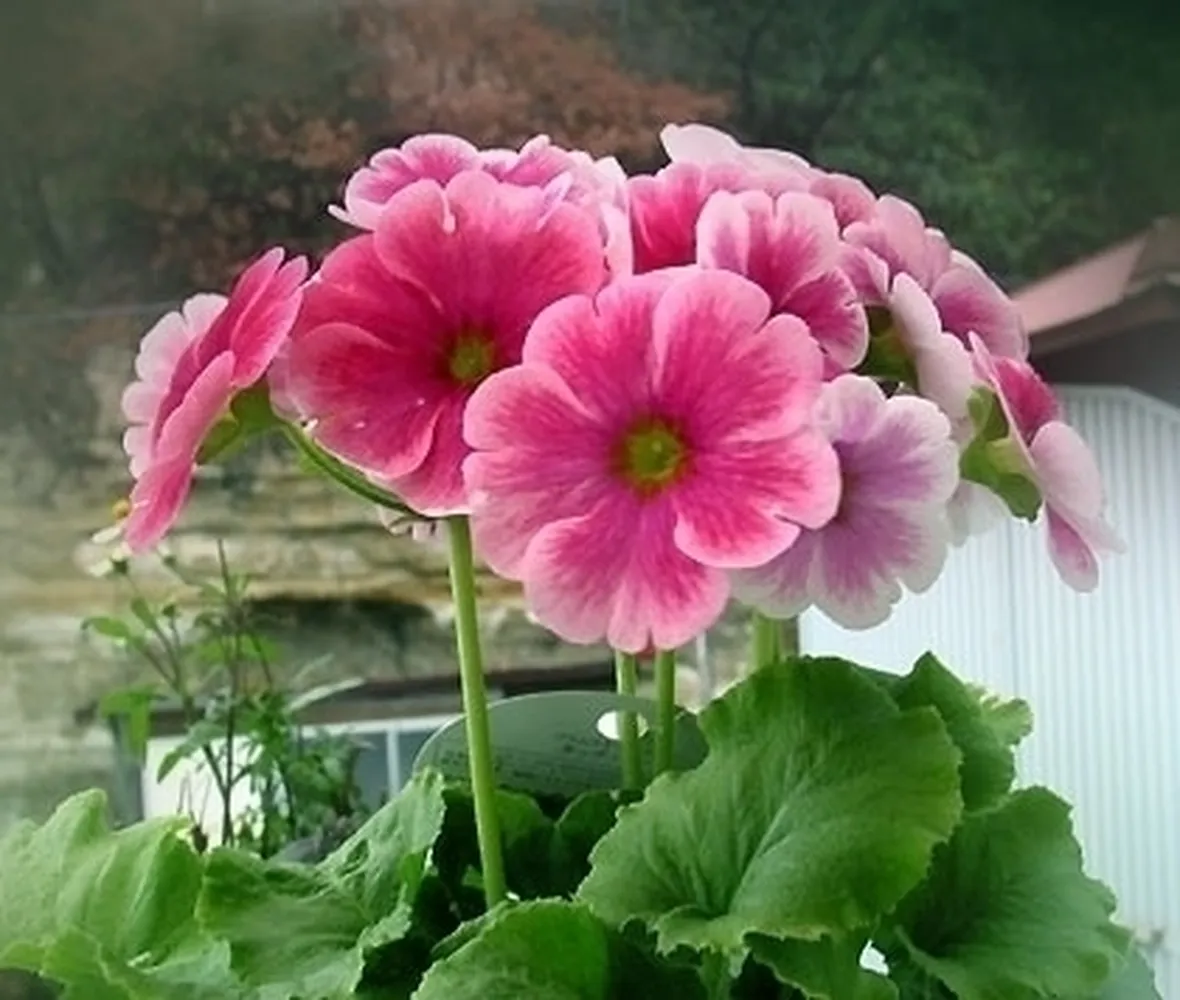 primula