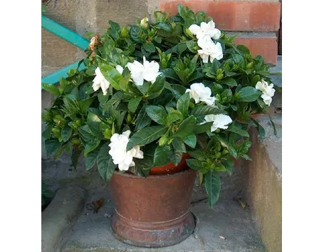 Propagare la Gardenia