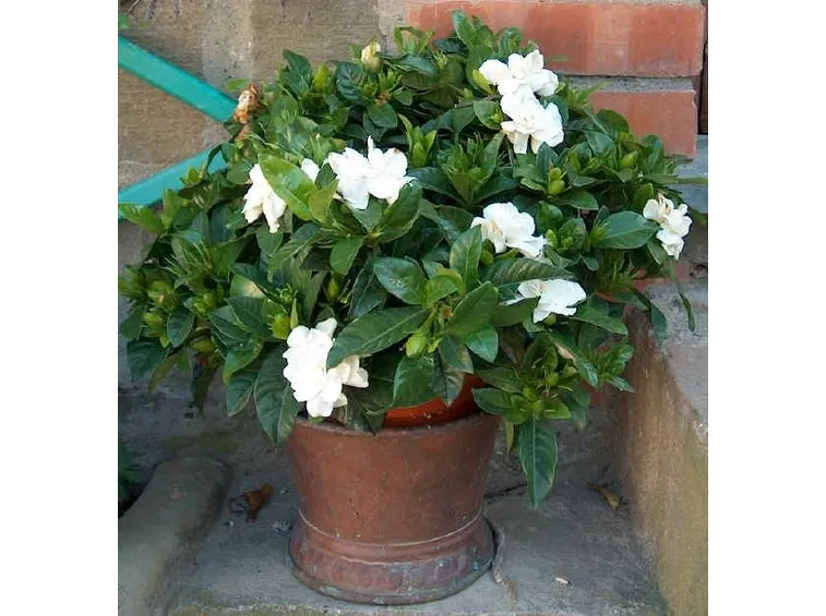 Propagare la Gardenia
