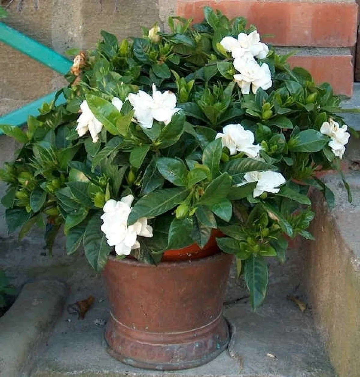 Propagare la Gardenia