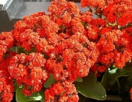 Propagare la kalanchoe