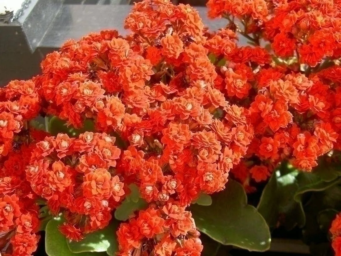 Propagare la kalanchoe