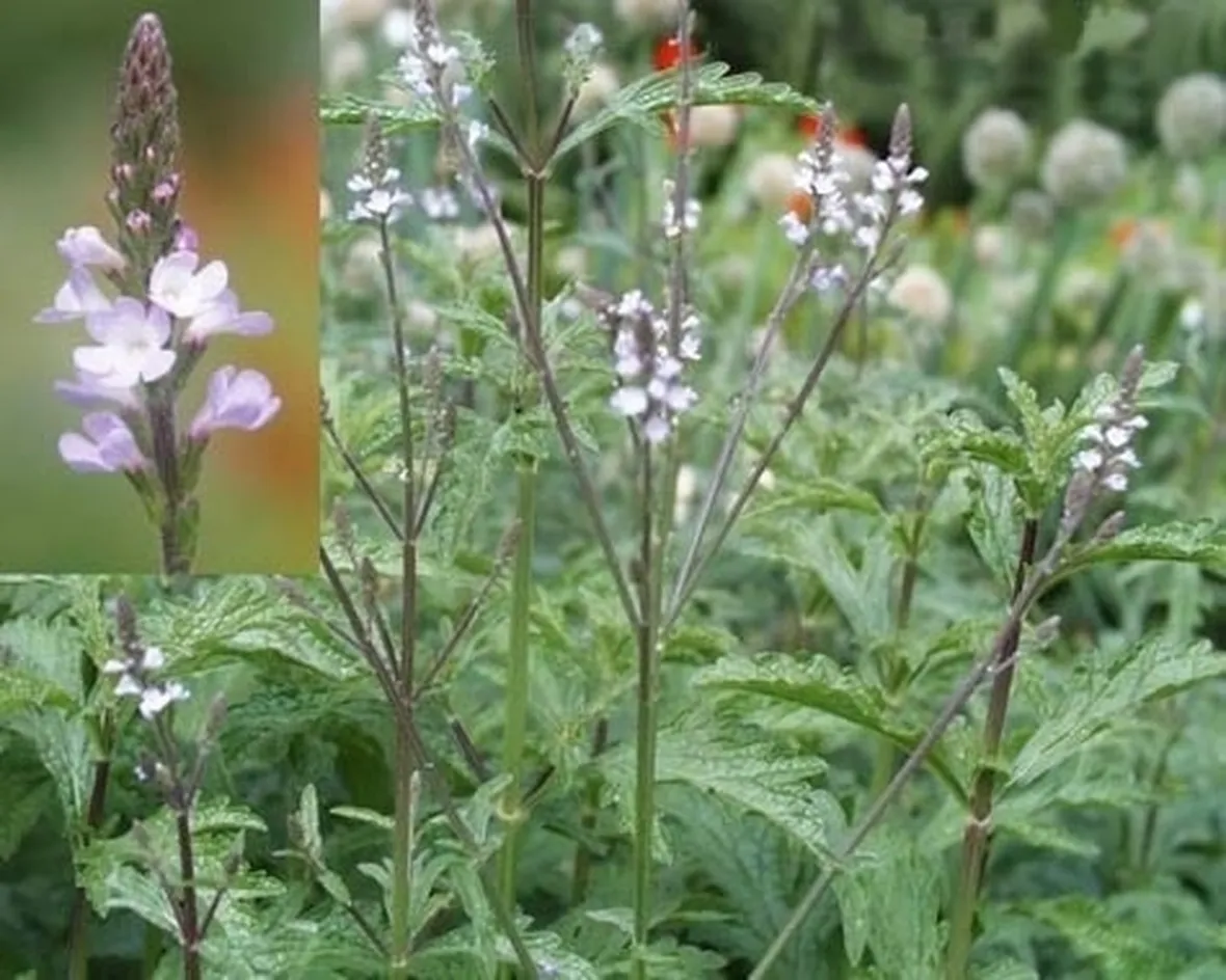 Proprietà della verbena