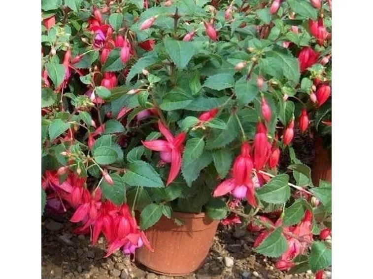 Rinvaso della Fucsia