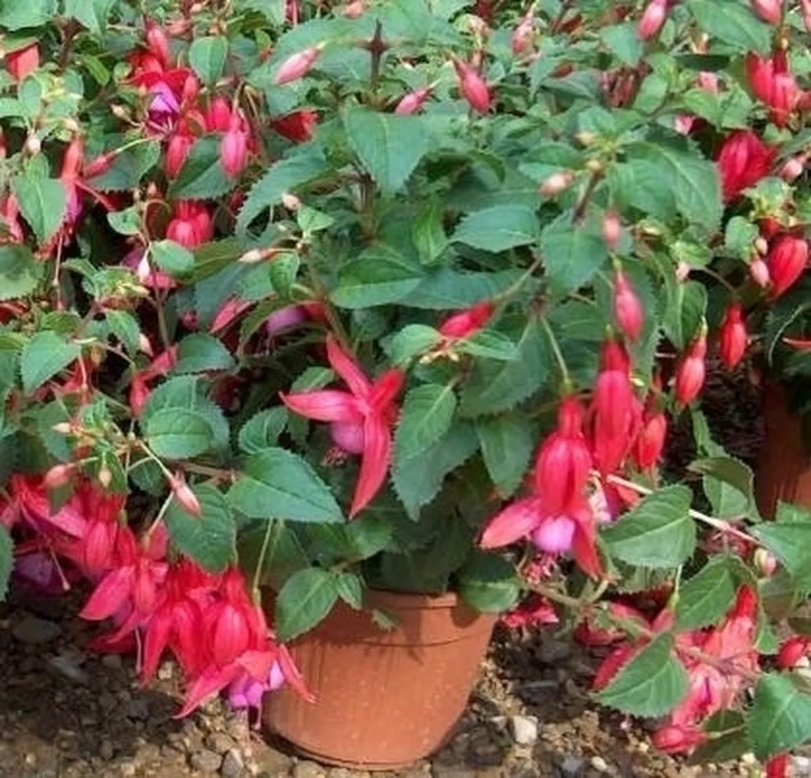 Rinvaso della Fucsia