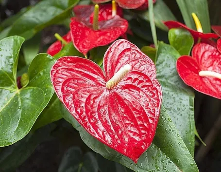 Risposta: Anthurium al freddo