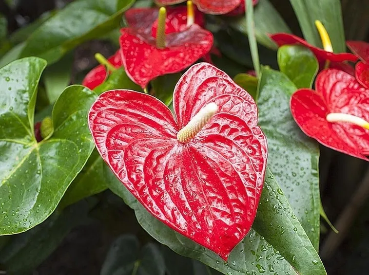Risposta: Anthurium al freddo