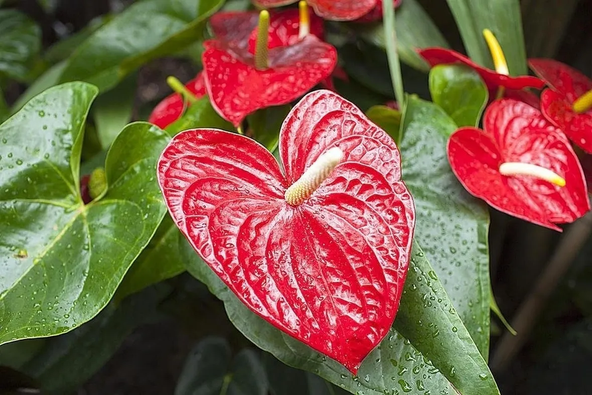 Risposta: Anthurium al freddo