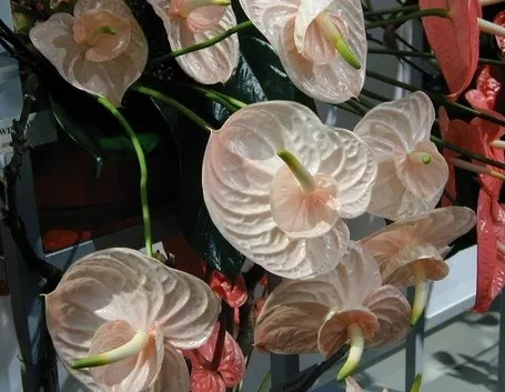 Risposta: anthurium senza fiori