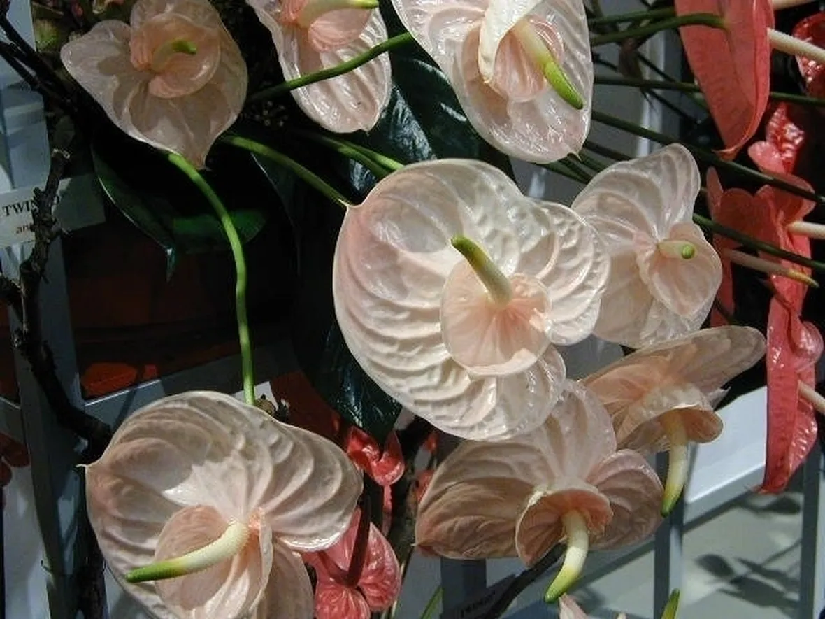 Risposta: anthurium senza fiori