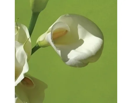 Risposta: Calla