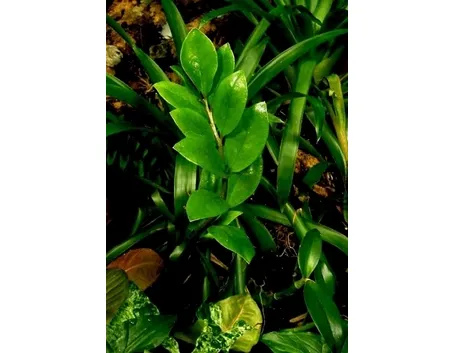 Risposta: coltivare la zamioculcas