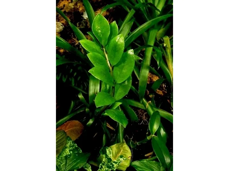 Risposta: coltivare la zamioculcas