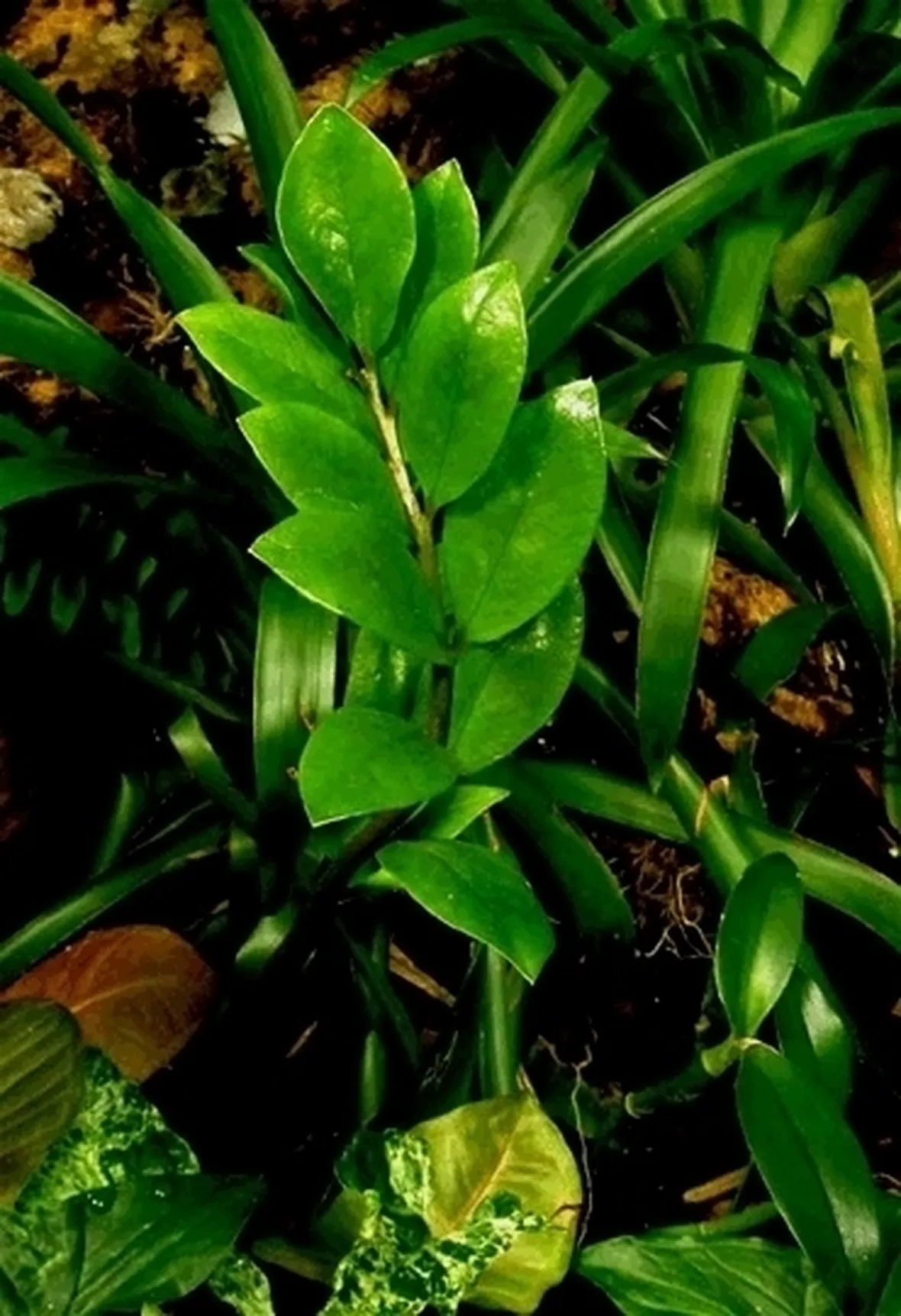 Risposta: coltivare la zamioculcas