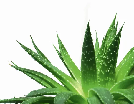 Risposta: Coltivazione dell'aloe