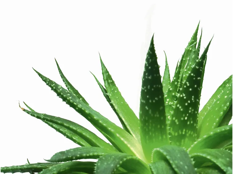 Risposta: Coltivazione dell'aloe