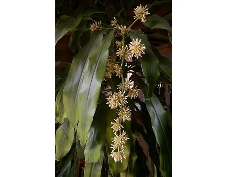 Risposta : Dracena malata!