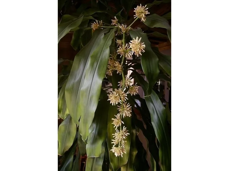 Risposta : Dracena malata!
