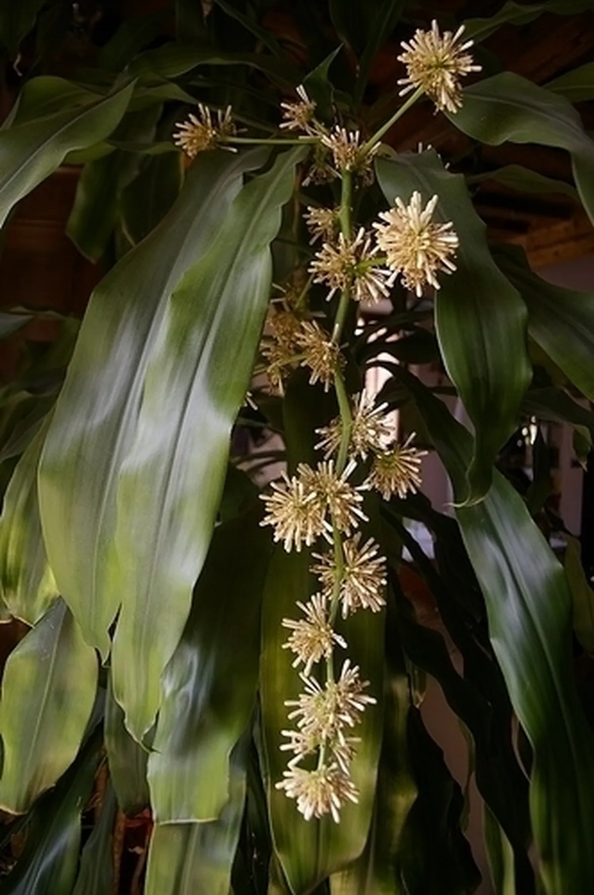 Risposta : Dracena malata!