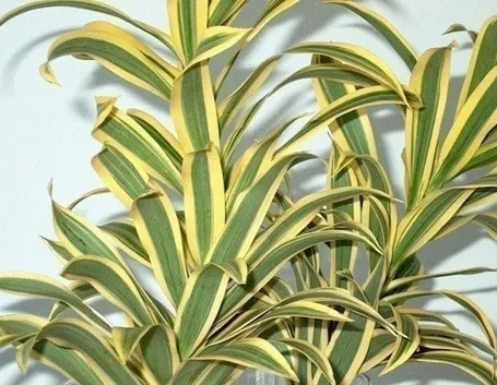 Risposta : dracena marginata