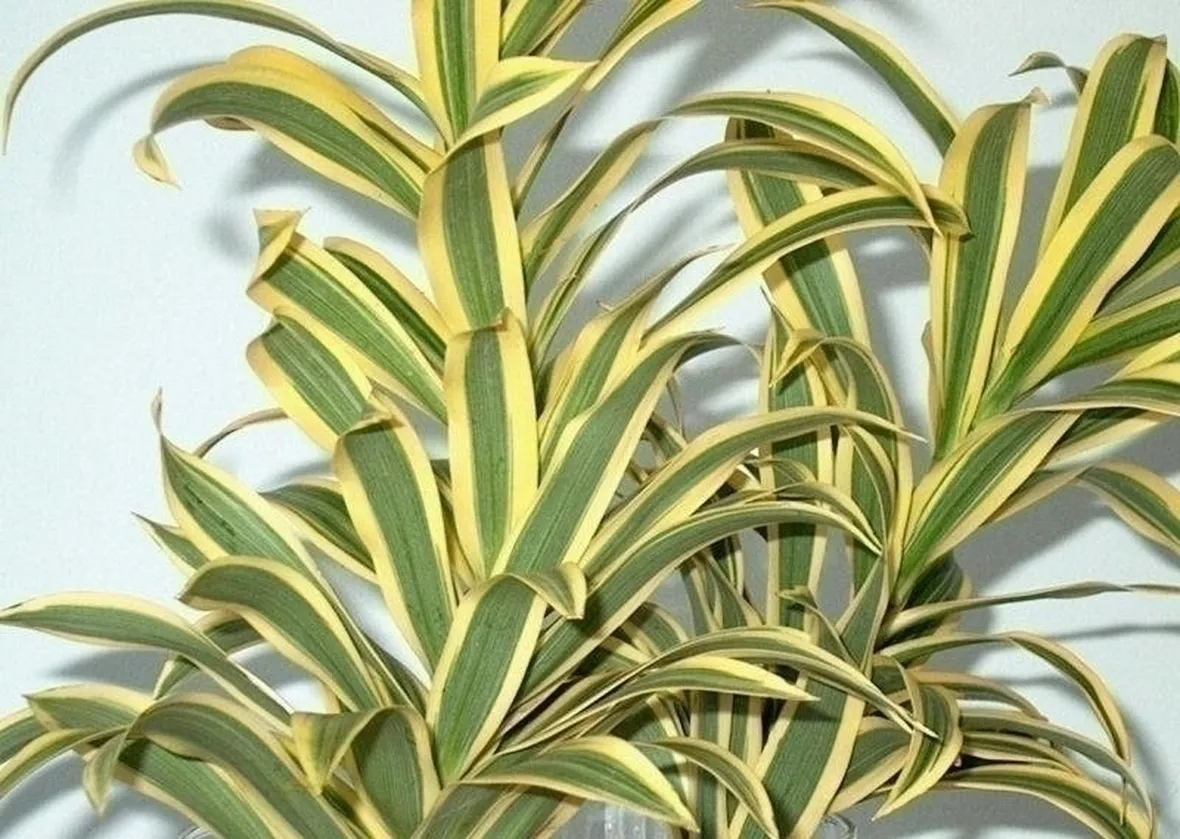Risposta : dracena marginata