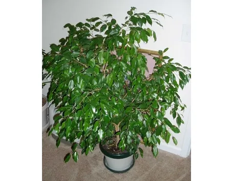 Risposta: Ficus benjamina che perde le foglie (2)