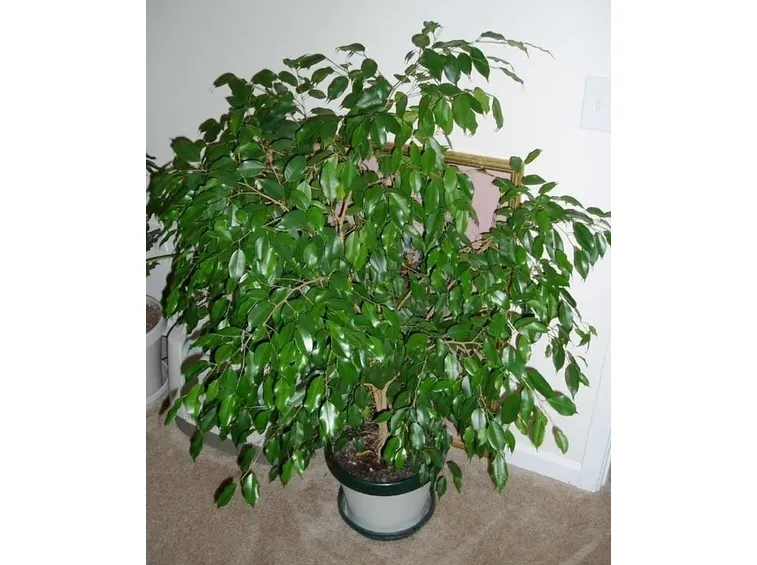 Risposta: Ficus benjamina che perde le foglie (2)