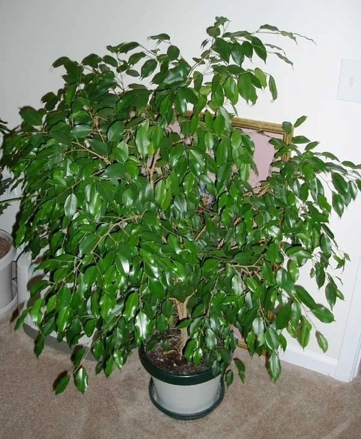 Risposta: Ficus benjamina che perde le foglie (2)