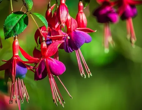 Fucsia